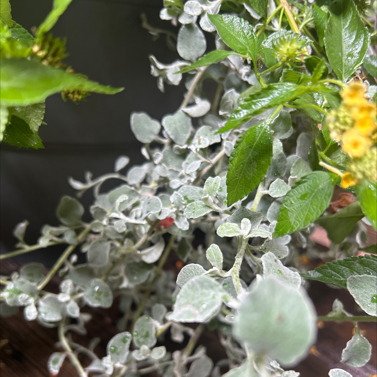 Photo of the plant species Licorice Plant by @AdeptOakmoss63 named Scarlett on Greg, the plant care app