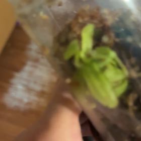 Photo of the plant species Small Butterwort by @IdealLilliput32 named Anne on Greg, the plant care app