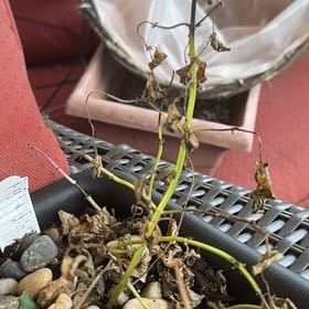 Photo of the plant species Mentha 'Ginger Mint Julep' by @IdealLilliput32 named Kardashian on Greg, the plant care app