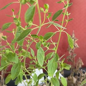 Photo of the plant species Italian oregano by @IdealLilliput32 named Orwell on Greg, the plant care app