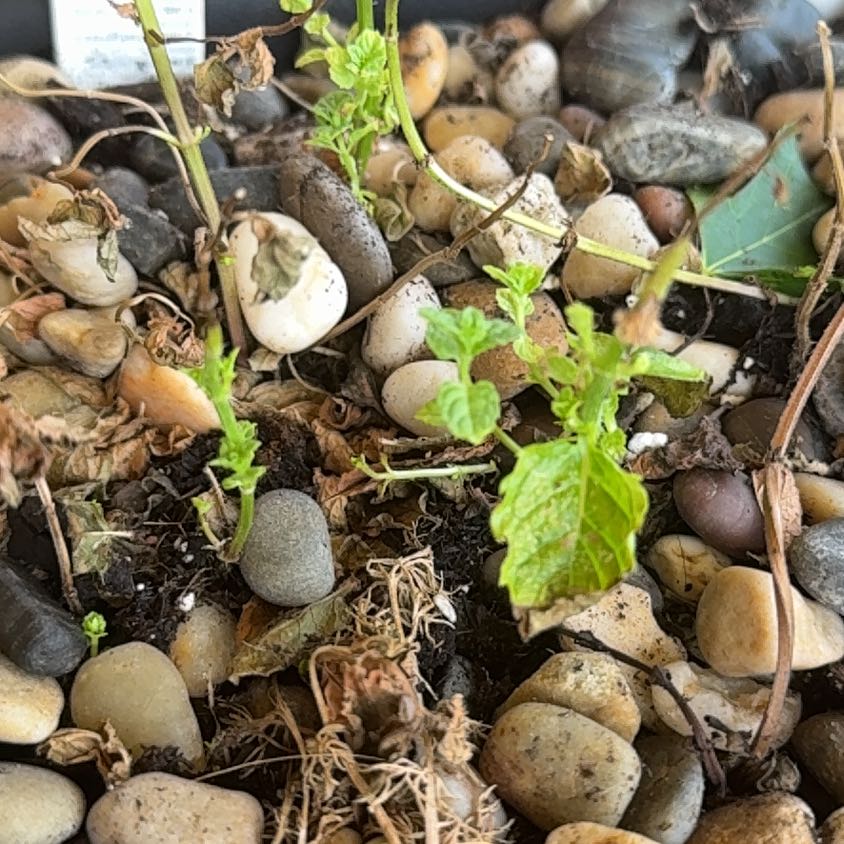 Photo of the plant species Moroccan Mint by @IdealLilliput32 named Lebron on Greg, the plant care app
