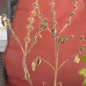 Photo of the plant species Tulsi Kapoor (Holy Basil) by @IdealLilliput32 named Beyonce on Greg, the plant care app