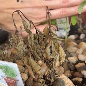 Photo of the plant species Thai Basil by @IdealLilliput32 named Clooney on Greg, the plant care app