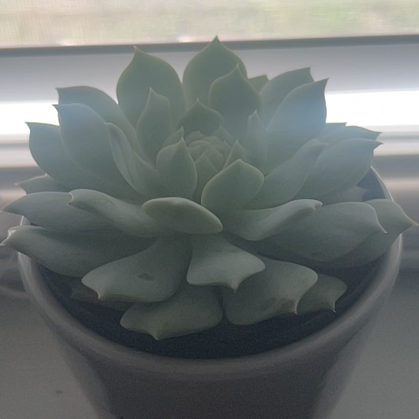 Photo of the plant species Echeveria 'Seraphina' by @ContentlyTule34 named Marilyn on Greg, the plant care app