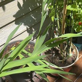Photo of the plant species Blackberry Lily by @AceBegonia99 named Marilyn on Greg, the plant care app
