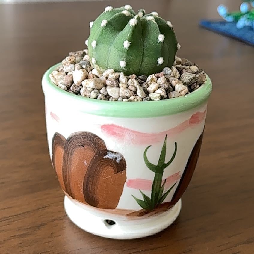 Photo of the plant species Peyote by @EagerMarimo79 named Girlfrond on Greg, the plant care app