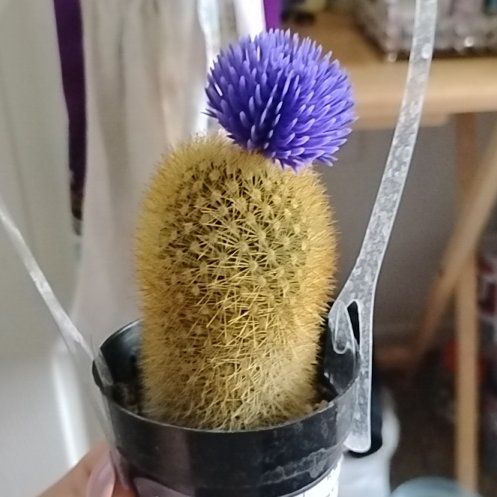 Photo of the plant species Cactus by @ChampWaxivy10 named Willow on Greg, the plant care app