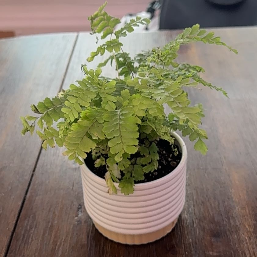 Photo of the plant species Northern Maidenhair Fern by @JMal45 named Bella on Greg, the plant care app