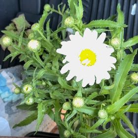 Photo of the plant species Shasta Daisy by @ReallyMira82 named Xena on Greg, the plant care app
