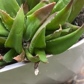 Photo of the plant species Agave Raksasa by @LightPecan0 named Luna on Greg, the plant care app