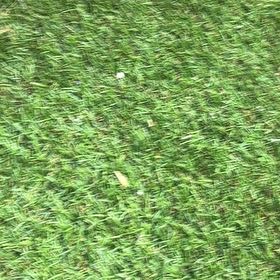 Photo of the plant species Broom Forkmoss by @LightPecan0 named Gates on Greg, the plant care app