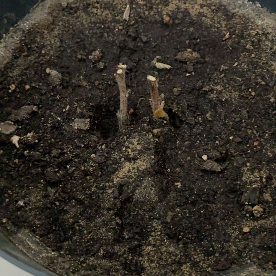 Photo of the plant species Hibiscus by @LovablyMakole21 named Hiliana on Greg, the plant care app