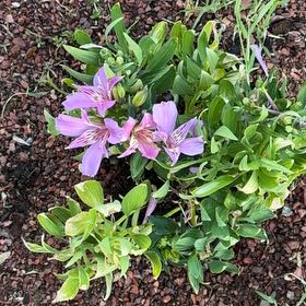 Photo of the plant species Lily of the Incas by @LovablyMakole21 named Inca on Greg, the plant care app