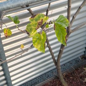Photo of the plant species White Mulberry by @LovablyMakole21 named Myusa on Greg, the plant care app