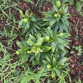 Photo of the plant species Tiger Lily by @LovablyMakole21 named Lebroana James on Greg, the plant care app