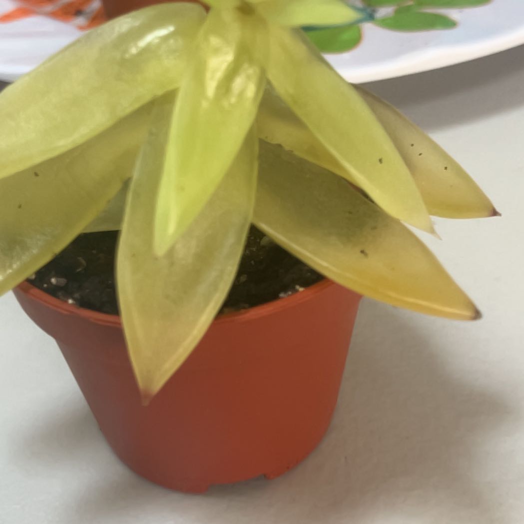 Photo of the plant species San Gabriel River Dudleya by @BuffSwordbean85 named Bingo on Greg, the plant care app