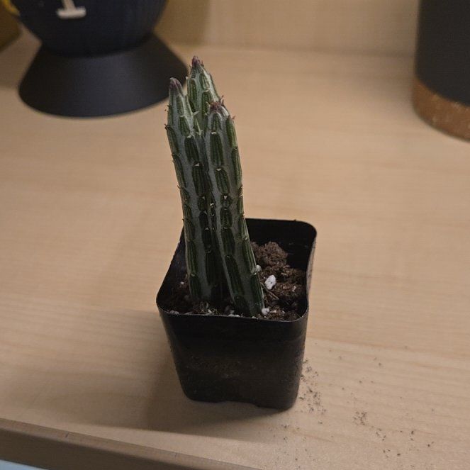 Photo of the plant species Old Man Cactus by @SuaveWildyam65 named Kendall on Greg, the plant care app