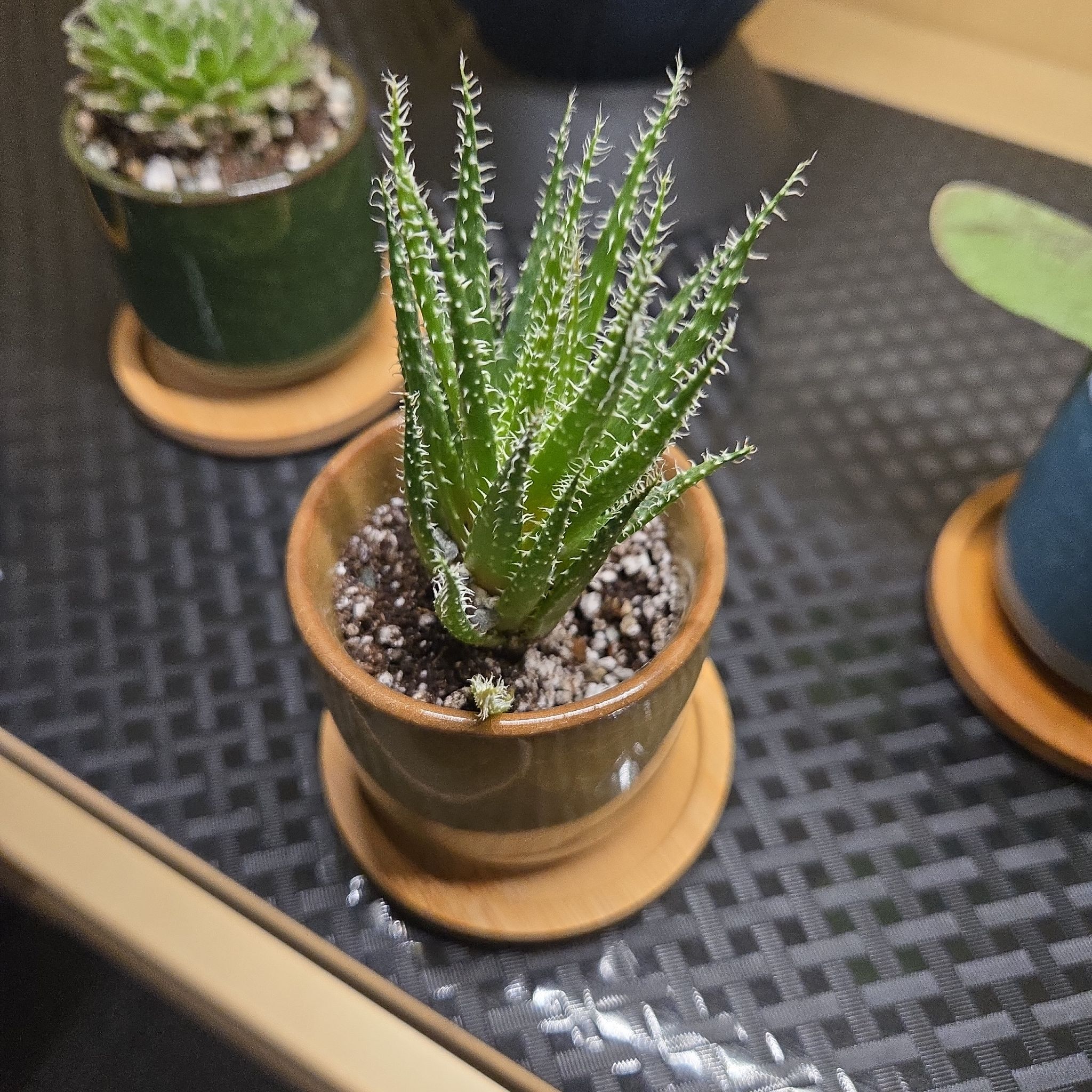 Photo of the plant species Haworthia-leaved Aloe by @SuaveWildyam65 named Dolores on Greg, the plant care app