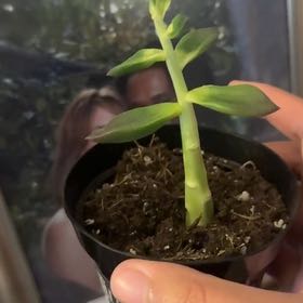 Photo of the plant species Echivera by @SavvyDuncecap24 named Wall-E on Greg, the plant care app