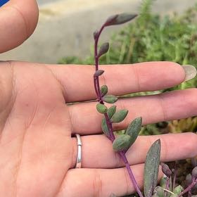 Photo of the plant species ruby necklace by @YiftPinklaui76 named Pickles on Greg, the plant care app