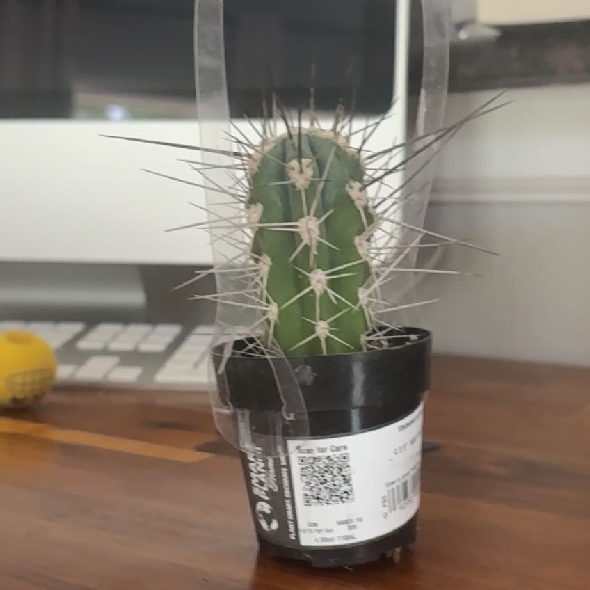 Photo of the plant species Toothpick Cactus by @VipTutu95 named Living death on Greg, the plant care app