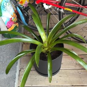 Photo of the plant species Bromeliad by @FineCaleypea17 named Lorcan on Greg, the plant care app