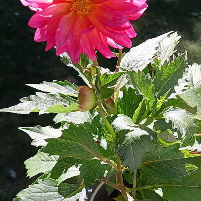 Photo of the plant species Garden Dahlia by @ArtisteKale named Gomez on Greg, the plant care app