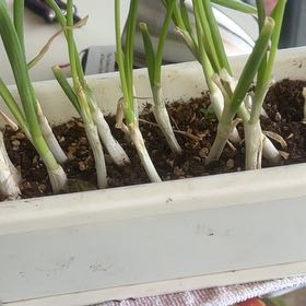 Photo of the plant species Globe Onion by @StandupPuka85 named Kylie on Greg, the plant care app