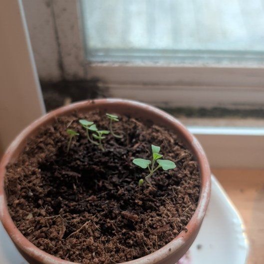 Photo of the plant species White Lavender by @RadWharangi66 named Taylor Swift on Greg, the plant care app