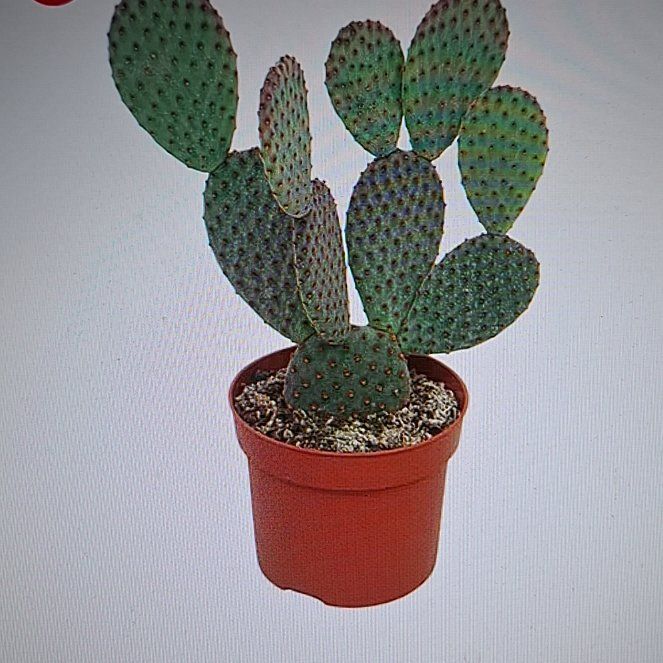 Photo of the plant species Blind Prickly Pear by @LegitGinger86 named Bruce Lee on Greg, the plant care app