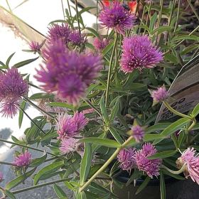 Photo of the plant species Globe Amaranth by @RadLantana91 named Aristotle on Greg, the plant care app
