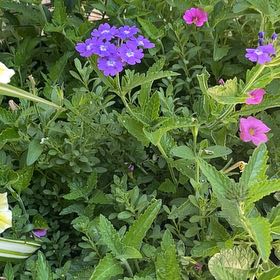 Photo of the plant species Slender Vervain by @RadLantana91 named Zion on Greg, the plant care app