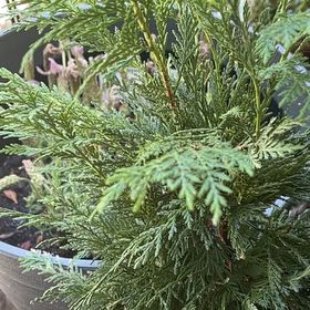 Photo of the plant species Ginger Pine by @RadLantana91 named Aria on Greg, the plant care app