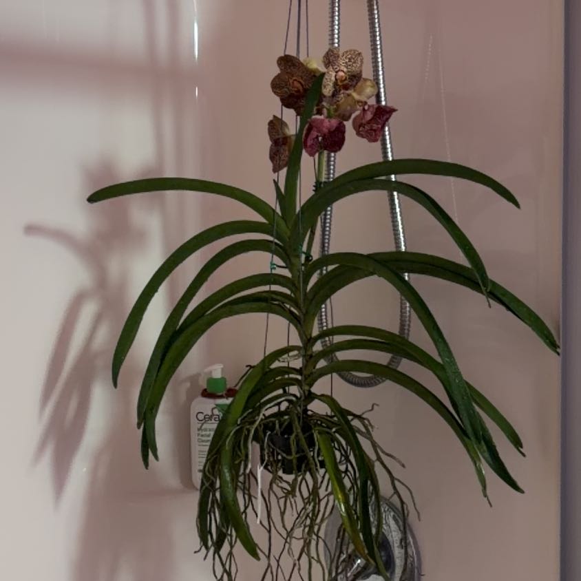 Photo of the plant species Vanda orchid by @PoshAraceae55 named Huckleberry Fern on Greg, the plant care app