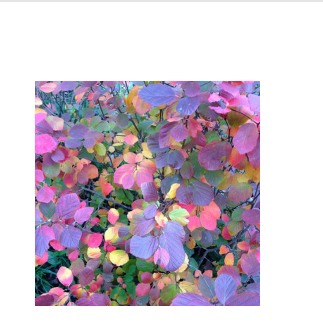 Photo of the plant species Legend of the Fall Bottlebrush by @AlertBlueiris67 named Austen on Greg, the plant care app