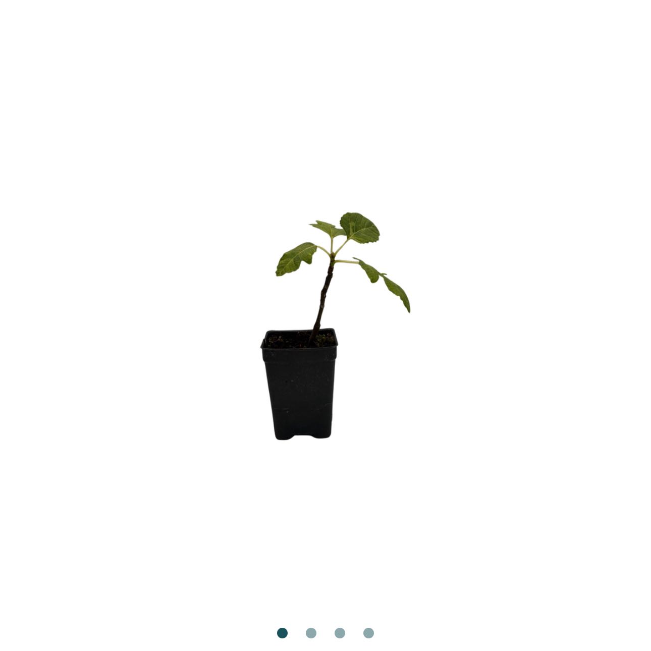 Photo of the plant species Ficus 'Pingo de Mel' by @AlertBlueiris67 named Fernie Saunders on Greg, the plant care app