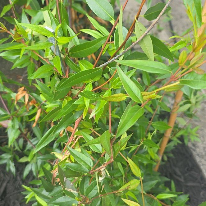 Photo of the plant species Carolina Jessamine by @JudiciousHoya97 named Caroline on Greg, the plant care app