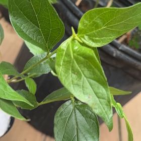 Photo of the plant species Night-Blooming Jessamine by @YesAlocasia21 named Parijat on Greg, the plant care app