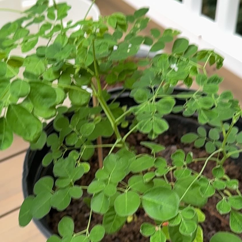 Photo of the plant species Benzoil Tree by @YesAlocasia21 named Moringa on Greg, the plant care app