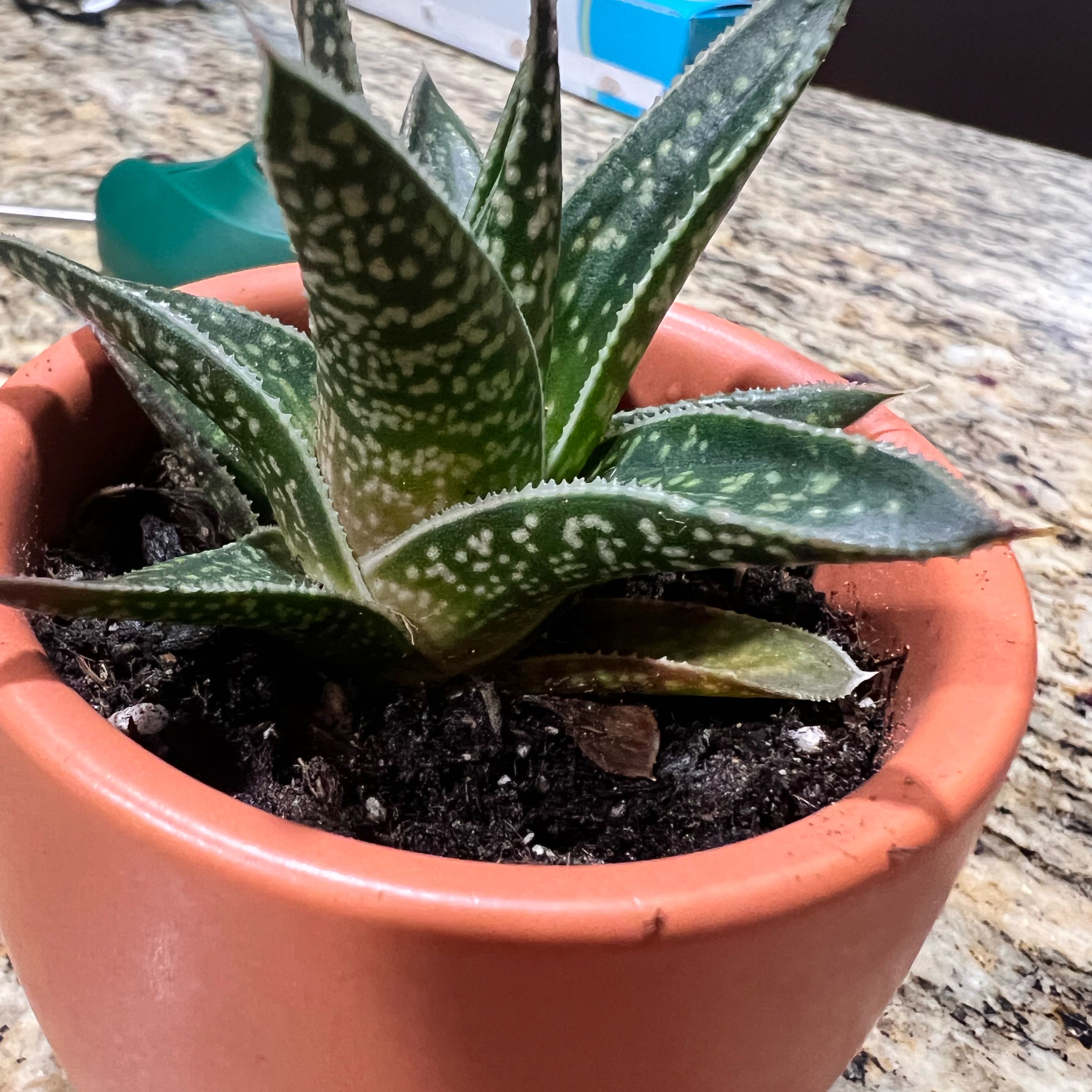 Photo of the plant species Gasteraloe by @BuffTexasash67 named Fernie Saunders on Greg, the plant care app