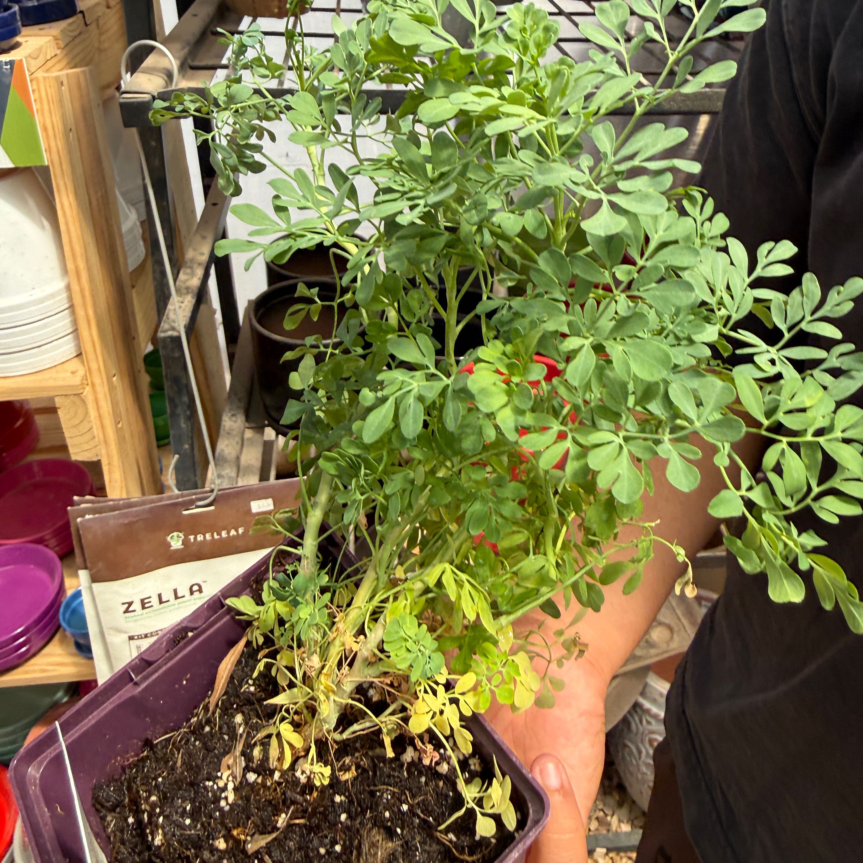 Photo of the plant species Common Rue by @SageBalsam95 named Oscar on Greg, the plant care app