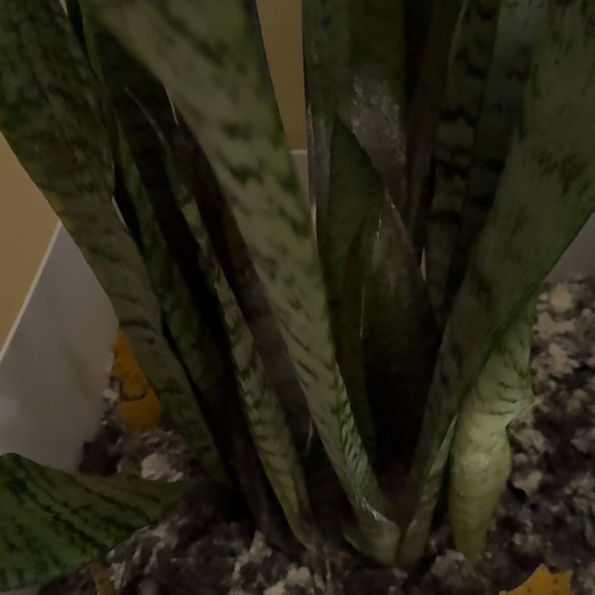 Photo of the plant species Monk Orchid by @AngelKudulily41 named Delilah on Greg, the plant care app
