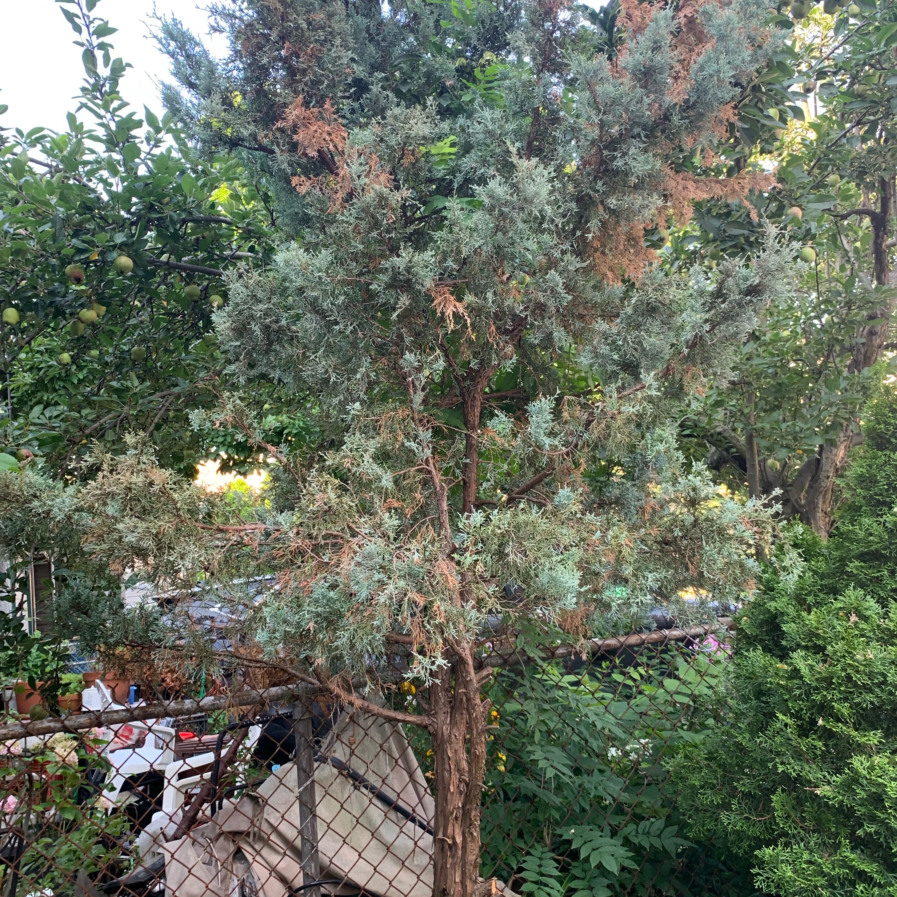 Photo of the plant species Siberian Peashrub by @StarRedfir36 named Osmo on Greg, the plant care app