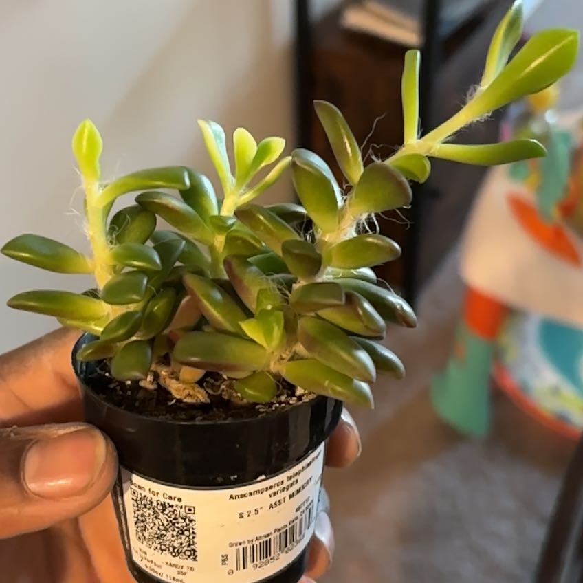 Photo of the plant species Anacampseros telephiastrum 'Variegata' by @VeteranIcecaps named Leaf Erickson on Greg, the plant care app