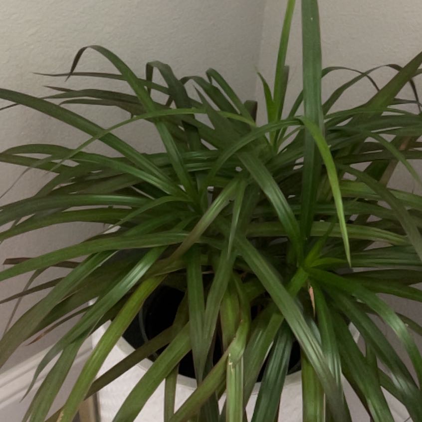 Photo of the plant species Big Blue Lilyturf by @GoldenSalad66 named Prince on Greg, the plant care app