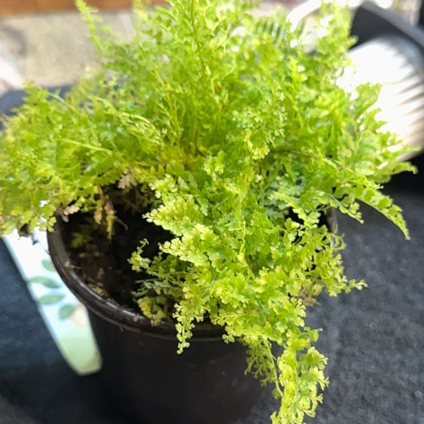 Photo of the plant species Cotton Candy Fern by @VipPhlox98 named Marley on Greg, the plant care app