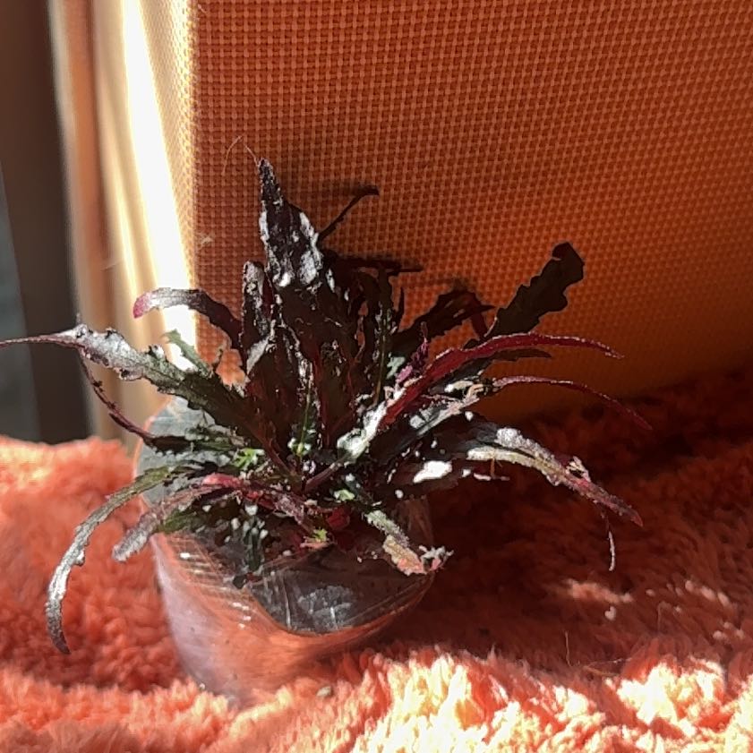 Photo of the plant species Irish Moss by @ChiefSpinach21 named Girlfrond on Greg, the plant care app