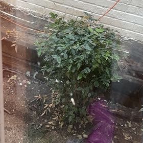 Photo of the plant species Sacred Datura by @ChiefSpinach21 named Sir Plancelot on Greg, the plant care app