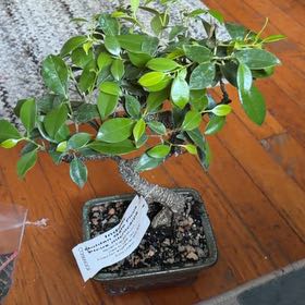 Photo of the plant species Golden Gate Ficus by @LavishParsley88 named Navajo on Greg, the plant care app