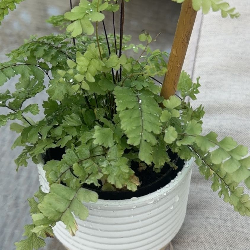 Photo of the plant species Bronze Venus Fern by @ProperlyTawa92 named Ulysses S Plant on Greg, the plant care app